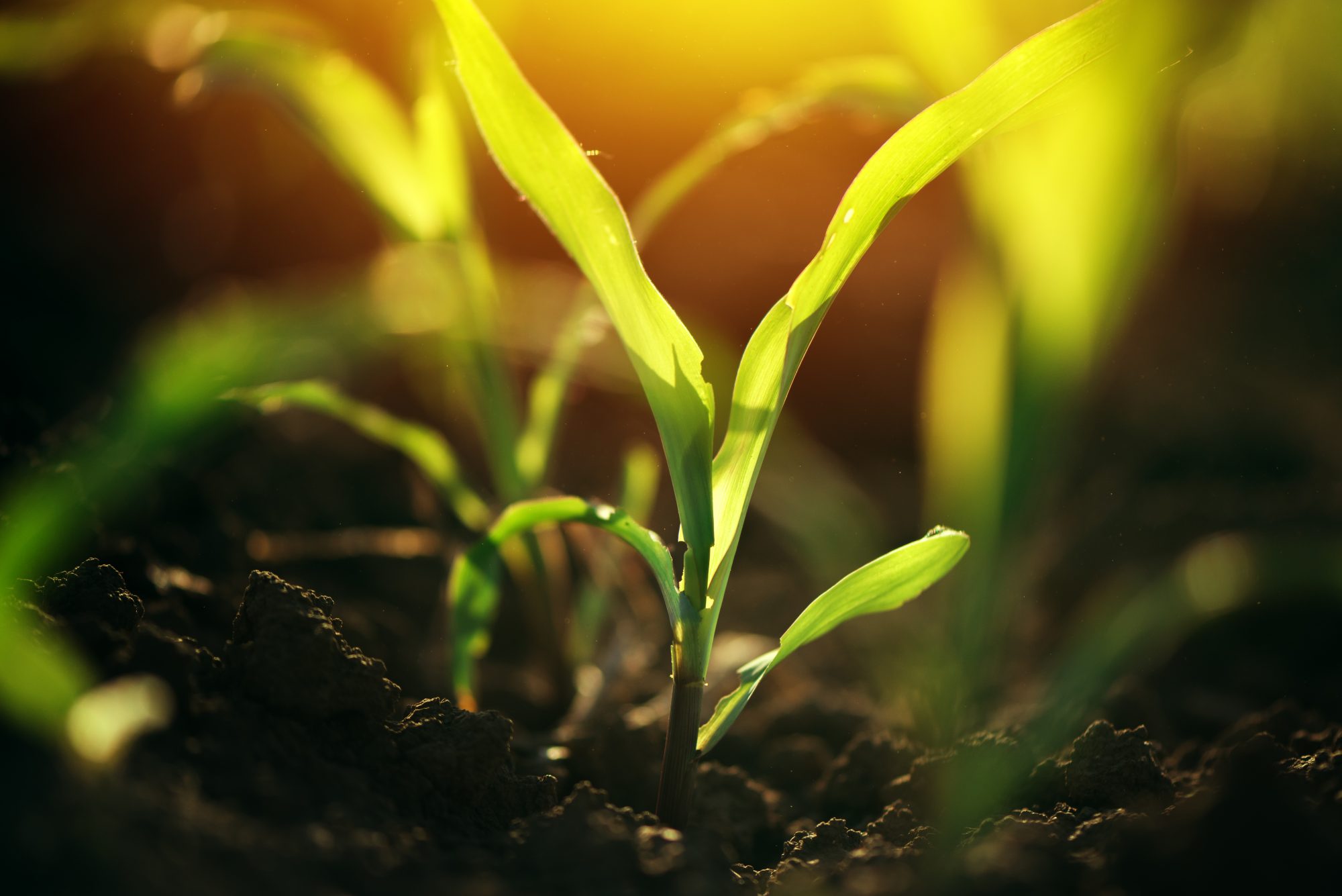 Young small corn plant seedlings in soil Wulp